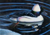 Black and white bird in ripples (NPI 415)