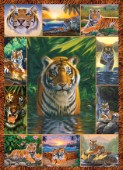 Tiger multipic portrait