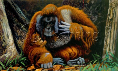 Orangutan father and baby