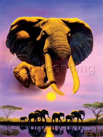 Elephant dusk