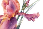 Iris Close-up (NPI-30000)