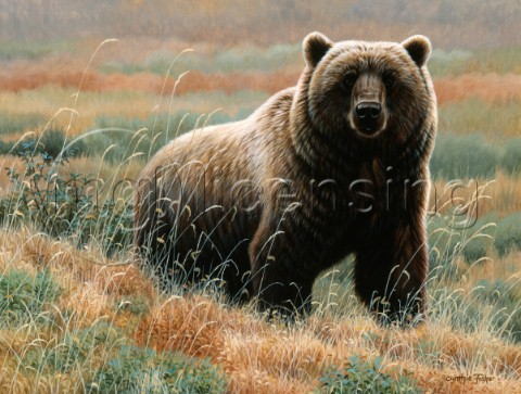 Grizzly on tundra II NPI 0013