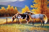 Two horses in pasture (NPI 0029)