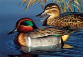 Green wing teal couple (NPI 0041)