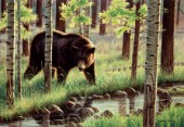 Black bear (NPI 0090)