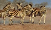 Zebra group (NPI 0098)