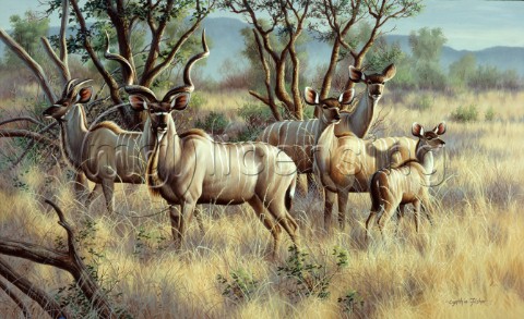 Kudu family NPI 0111