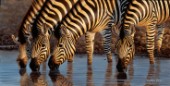 Zebras at waterhole II (NPI 0114)