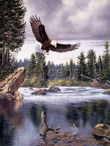 Natures medley eagle NPI 2120