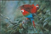 Green winged macaws (NPI 2403)