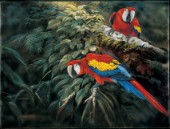 Macaws (NPI 2414)