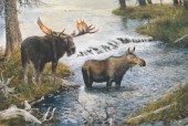 Moose (NPI 2415)