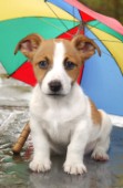 Jack Russell pup and umbrella (DP209)