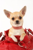 Chihuahua in handbag (DP503)