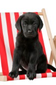 Black Labrador pup (DP476)