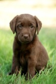 Brown Labrador pup on grass (DP487)
