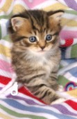 Kitten on stripy jumper (ck116)