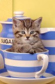Kitten in cup (ck158)