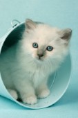 White kitten in bucket (ck285)