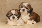 Two dogs on brown background (dp276)