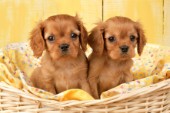 Two brown dogs in basket (dp357)