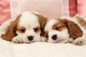 Two sleeping pups (dp393)