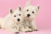 Two White Highland Terriers on pink (DP502)
