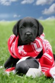 Pup scarf and football (DP448)