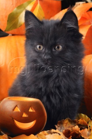 Black kitten Halloween CK244