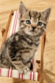 Kitten on deckchair (CK263)