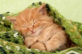 Ginger sleeping kitten in green jumper (CK329)