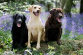 Three Labradors in meadow (DP394)
