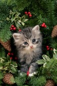 Cat in Christmas tree (C559)