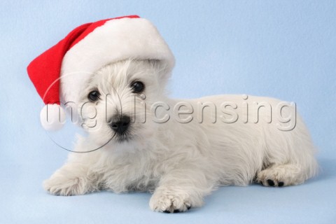 Christmas pup C563