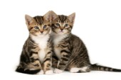 Two tabby kittens (CK320)
