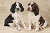 Two Spaniel dogs (DP253)