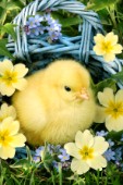 Easter chick in basket (EA517)