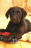 Chocolate Labrador pup (DP132)