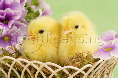 Easter chicks in basket EA536