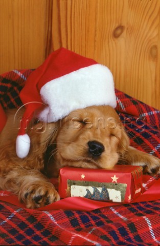 Brown pup in Santa hat A219