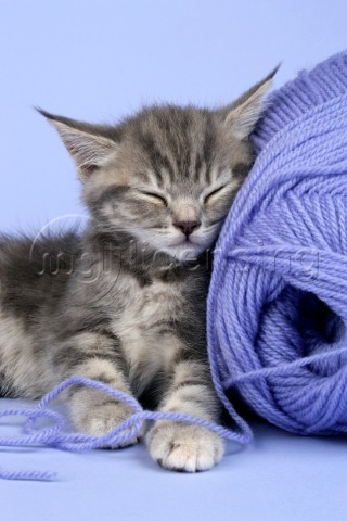 Grey kitten sleeping on wool CK307