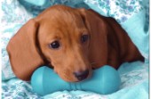 Brown pup and blue bone (DP150)