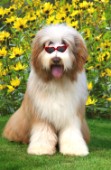 Bearded Collie in glasses (DP126)