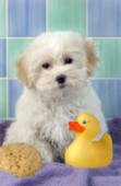 Bichon Frise with rubber duck (DP130)