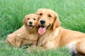 Retriever and pup on grass (DP549)