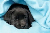 Black pup under blue blanket (DP370)