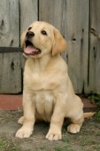 Labrador pup by shed (DP420)
