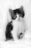 Black and white kitten on quilt (CK127)