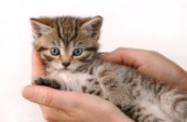 Kitten in hands (CK150)