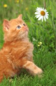 Ginger kitten on grass (CK164)